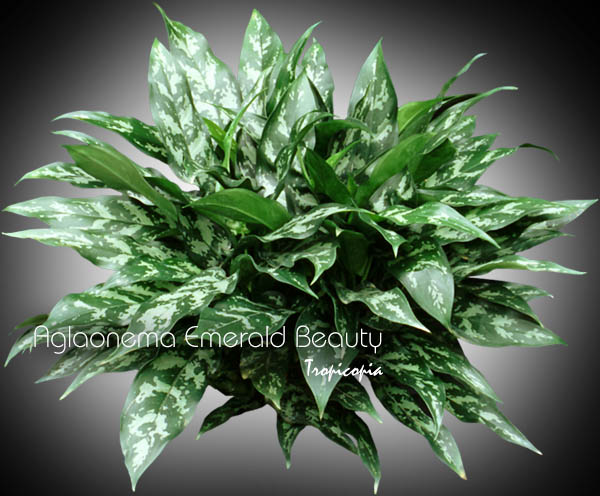 Aglaonema - Aglaonema 'Emerald Beauty' - Chinese Evergreen